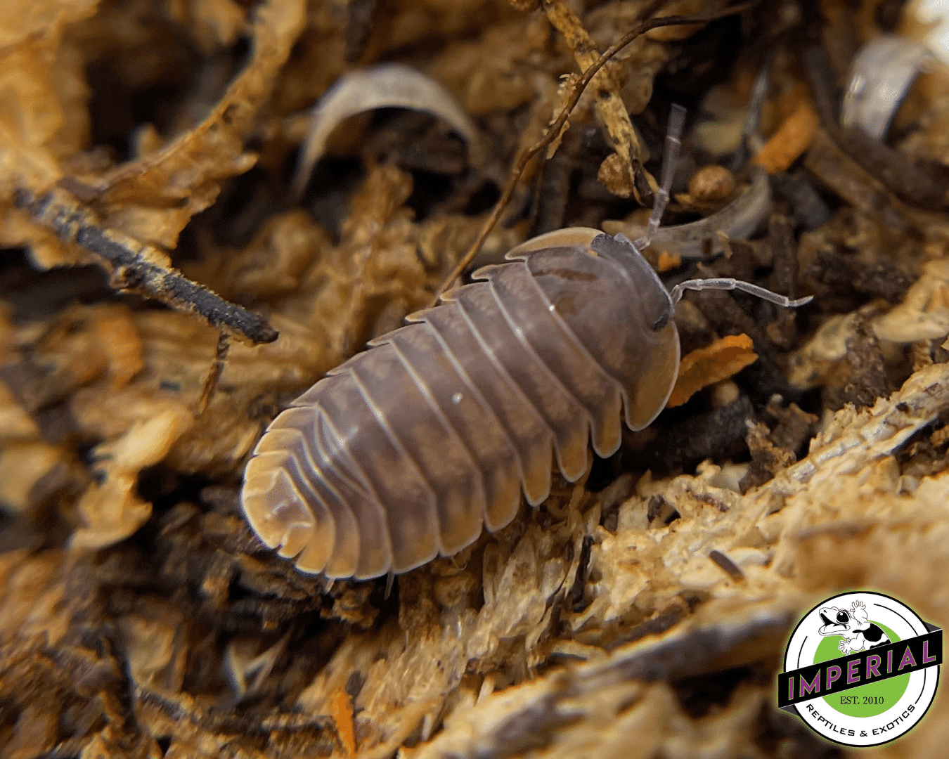 Red Tiger Isopods — image 2