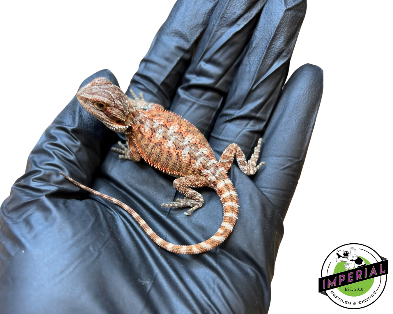 "Red Tiger"  Super Red Bearded Dragon Baby (#7824-03)