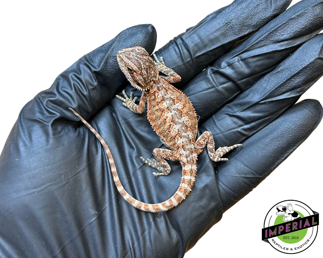"Red Tiger"  Super Red Bearded Dragon Baby (#7824-03) — image 2