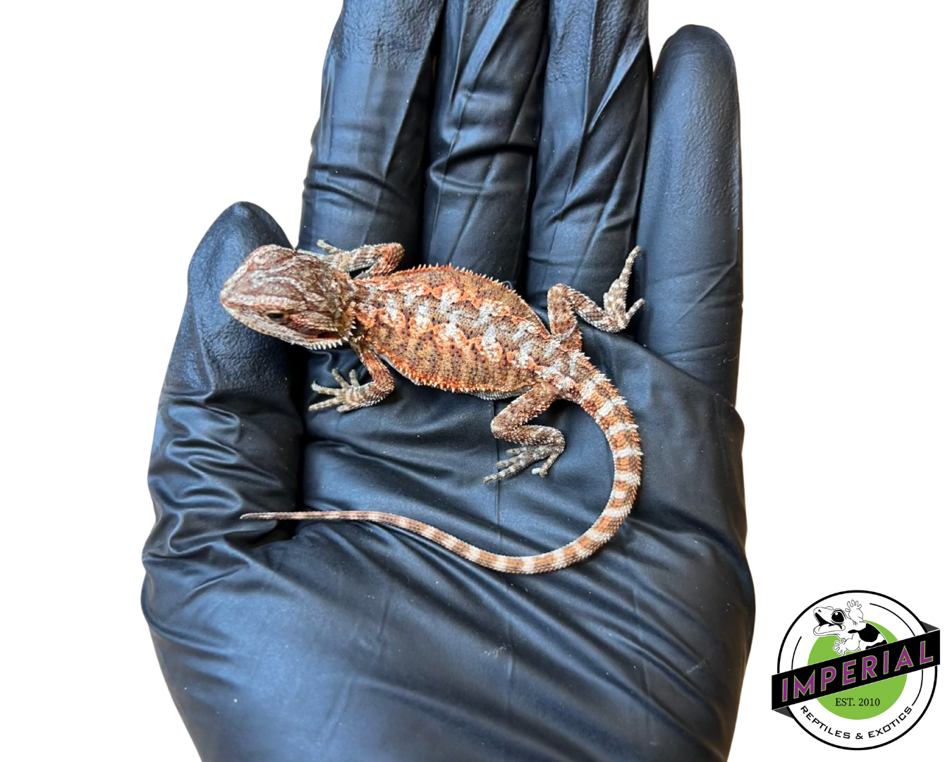 "Red Tiger"  Super Red Bearded Dragon Baby (#7824-03) — image 3
