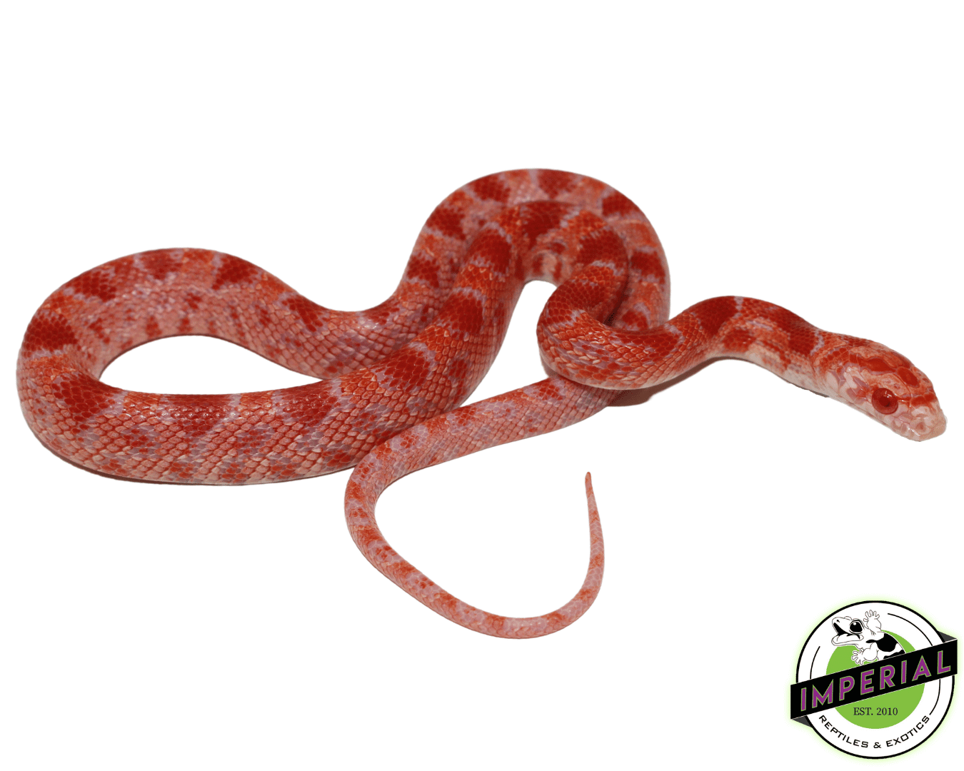 Red Zepp Corn Snake Baby — image 2