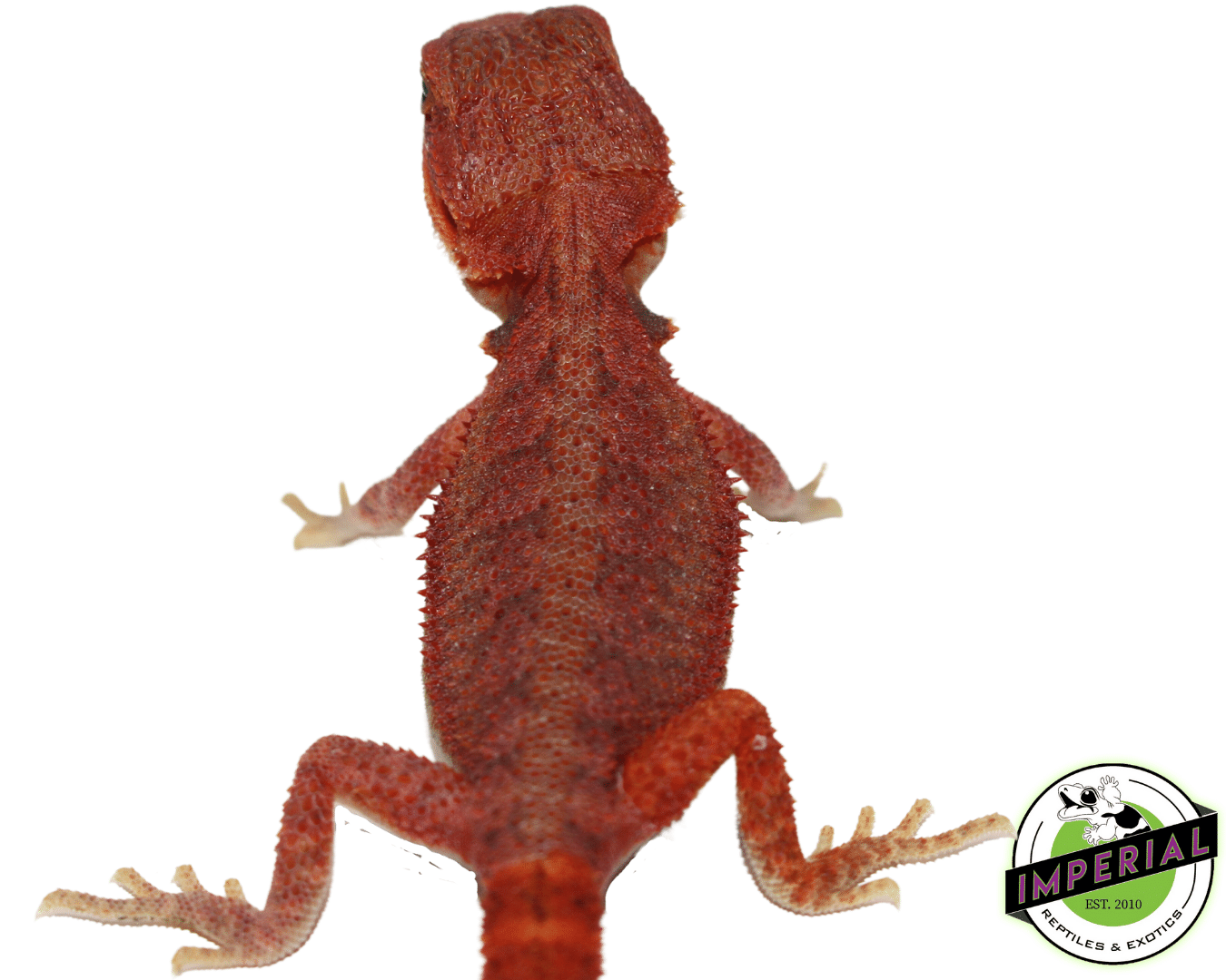 "REDRUM" Extreme Red Hypo Translucent Bearded Dragon Baby — image 2