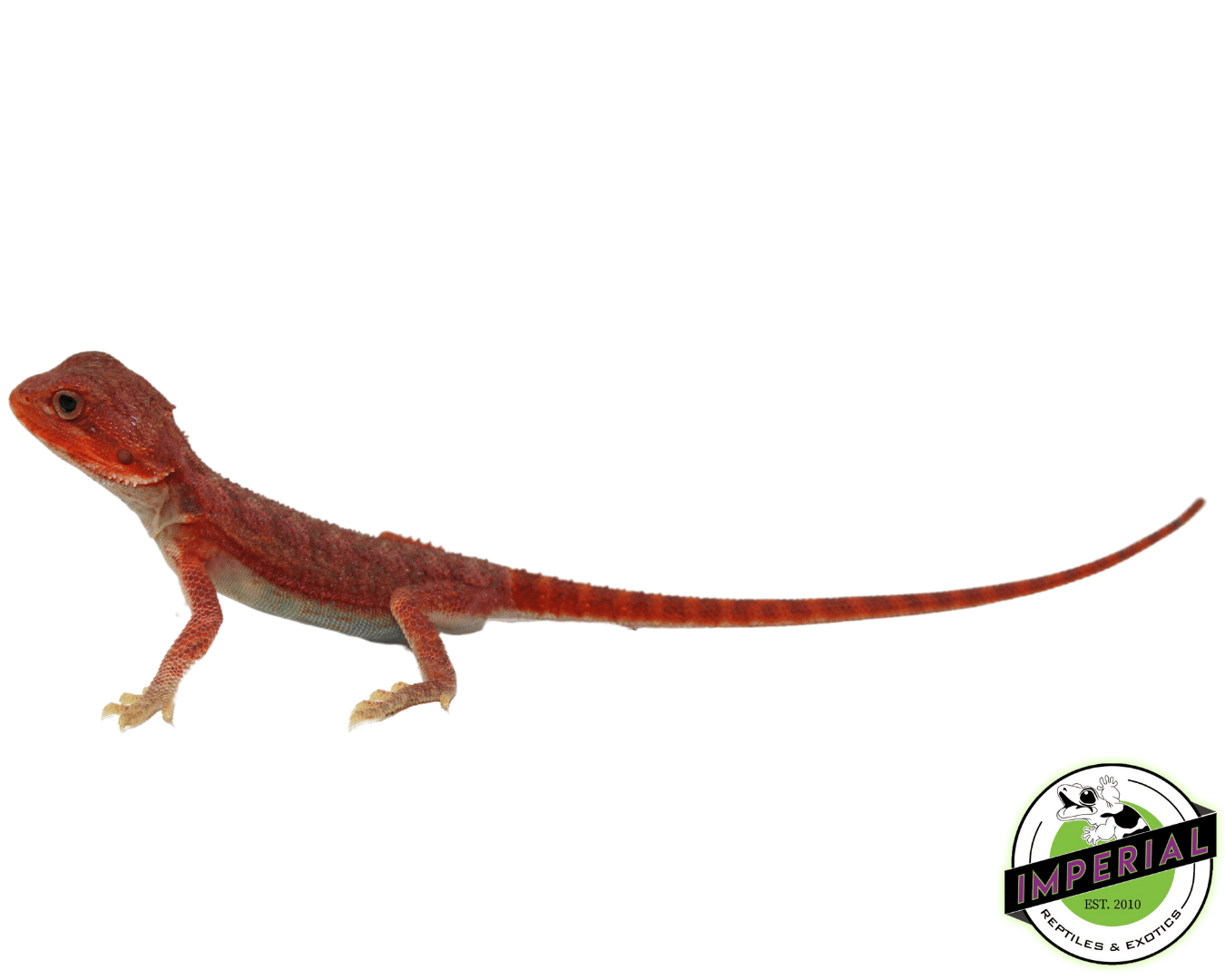 "REDRUM" Extreme Red Hypo Translucent Bearded Dragon Baby