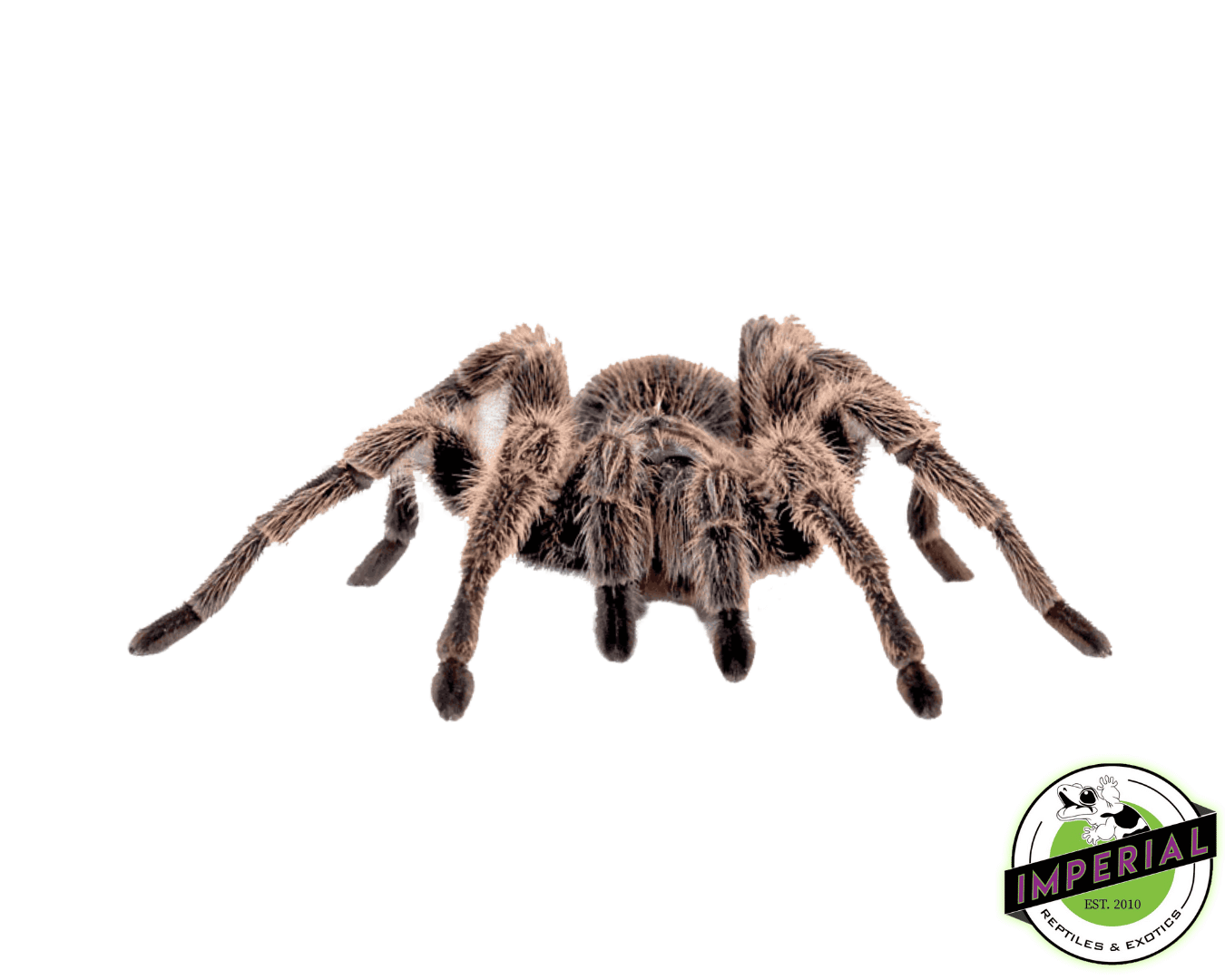 Redslate Ornamental Tarantula (Poeciltheria rufilata)