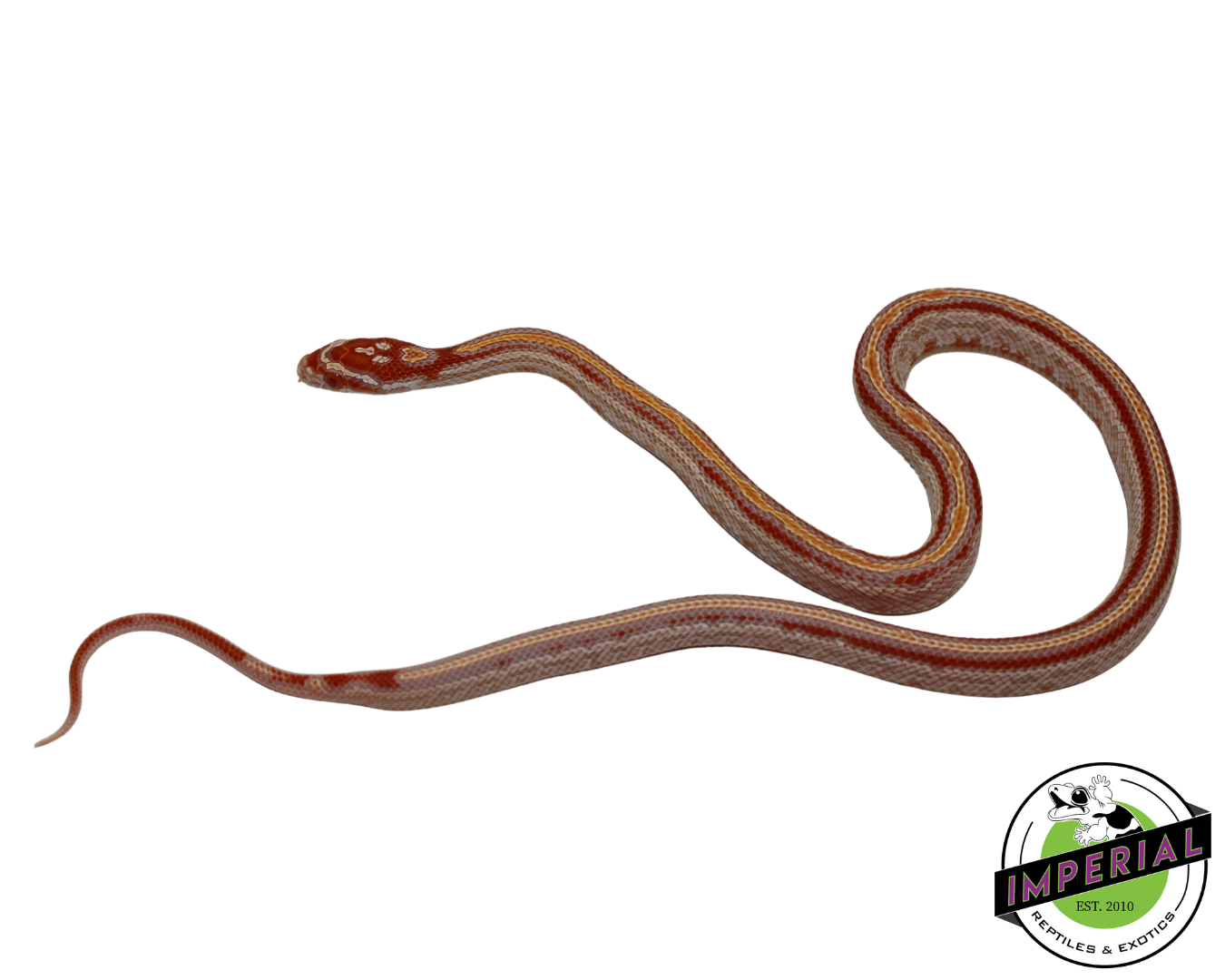 Reverse Okeetee Tessera Corn Snake Female (#11524-13)