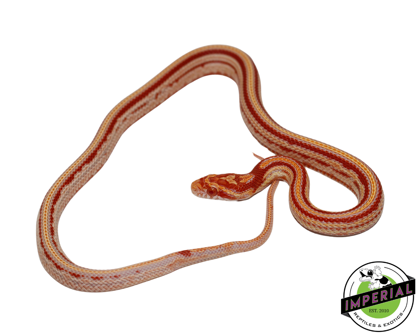 Reverse Okeetee Tessera Corn Snake Male (#11524-12)