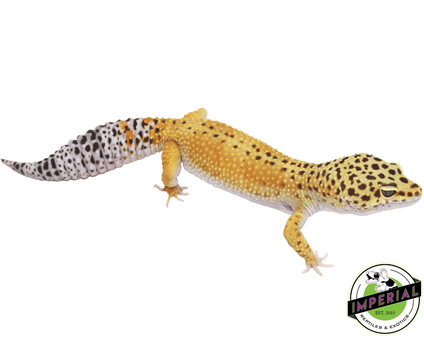 Reverse Stripe Leopard Gecko Adult — image 3