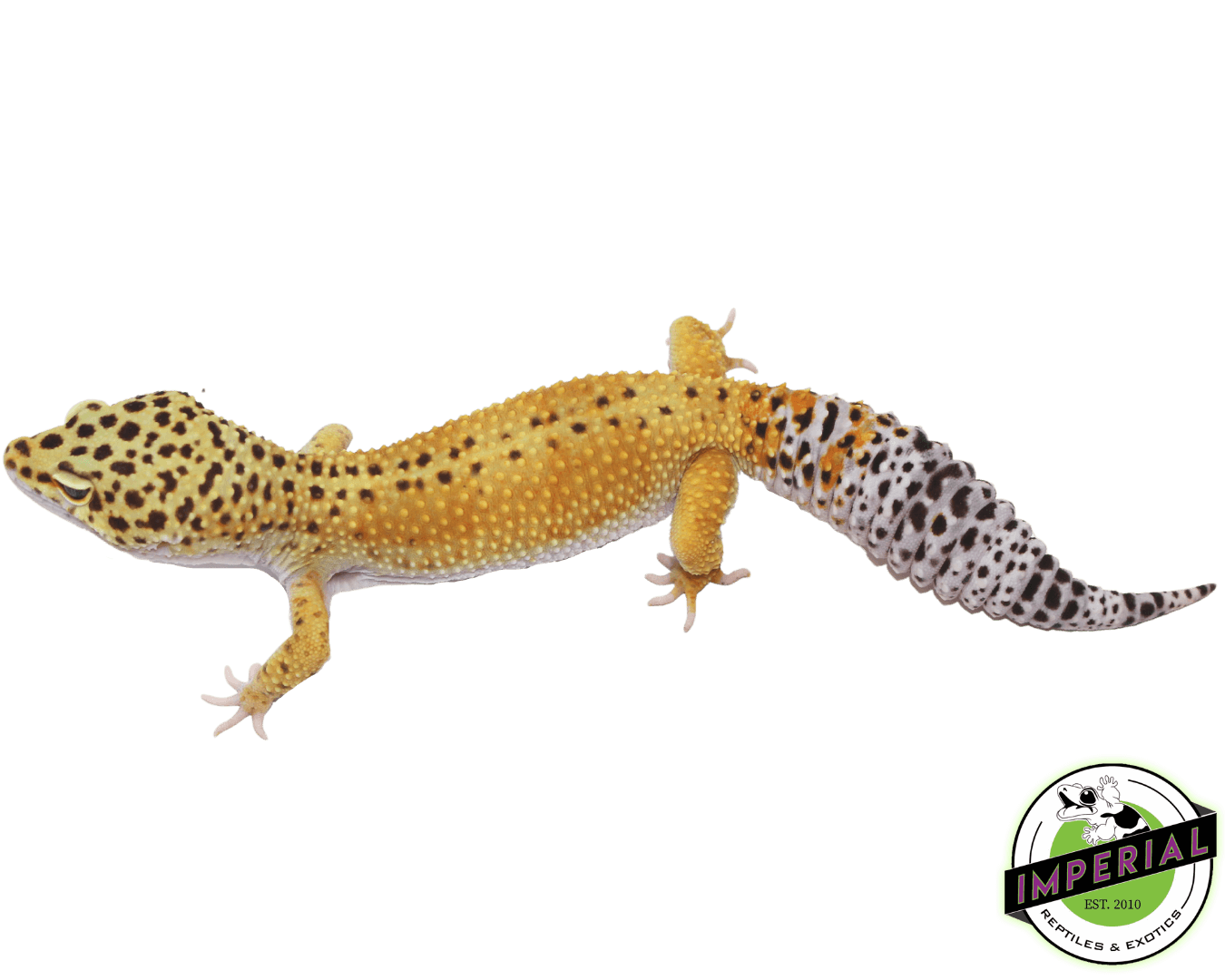 Reverse Stripe Leopard Gecko Adult