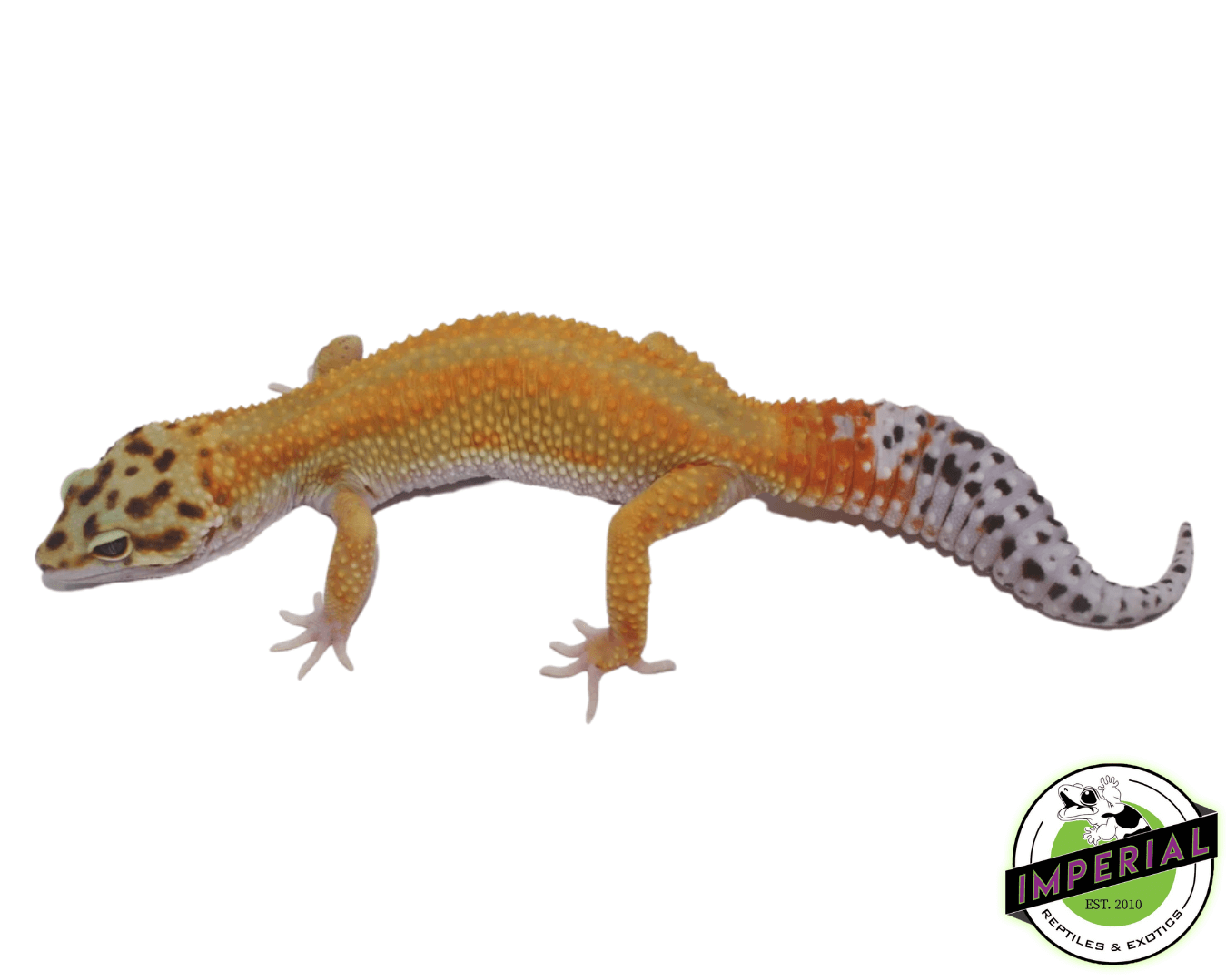 Reverse Stripe Leopard Gecko Adult — image 2