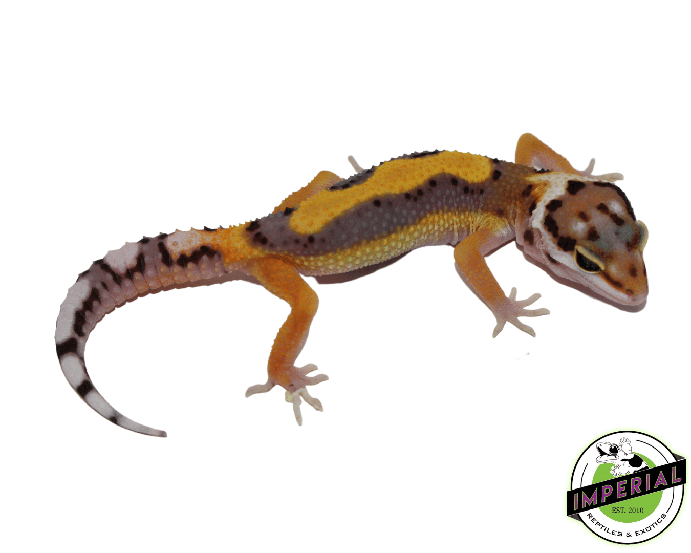 Reverse Stripe Leopard Gecko