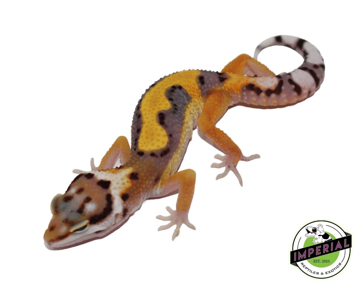 Reverse Stripe Leopard Gecko — image 2
