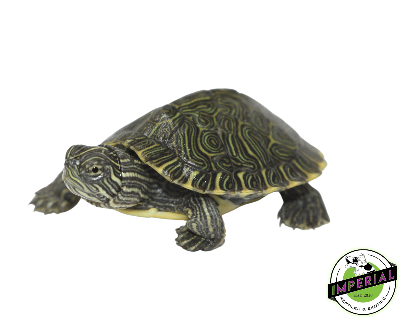 River Cooter Baby