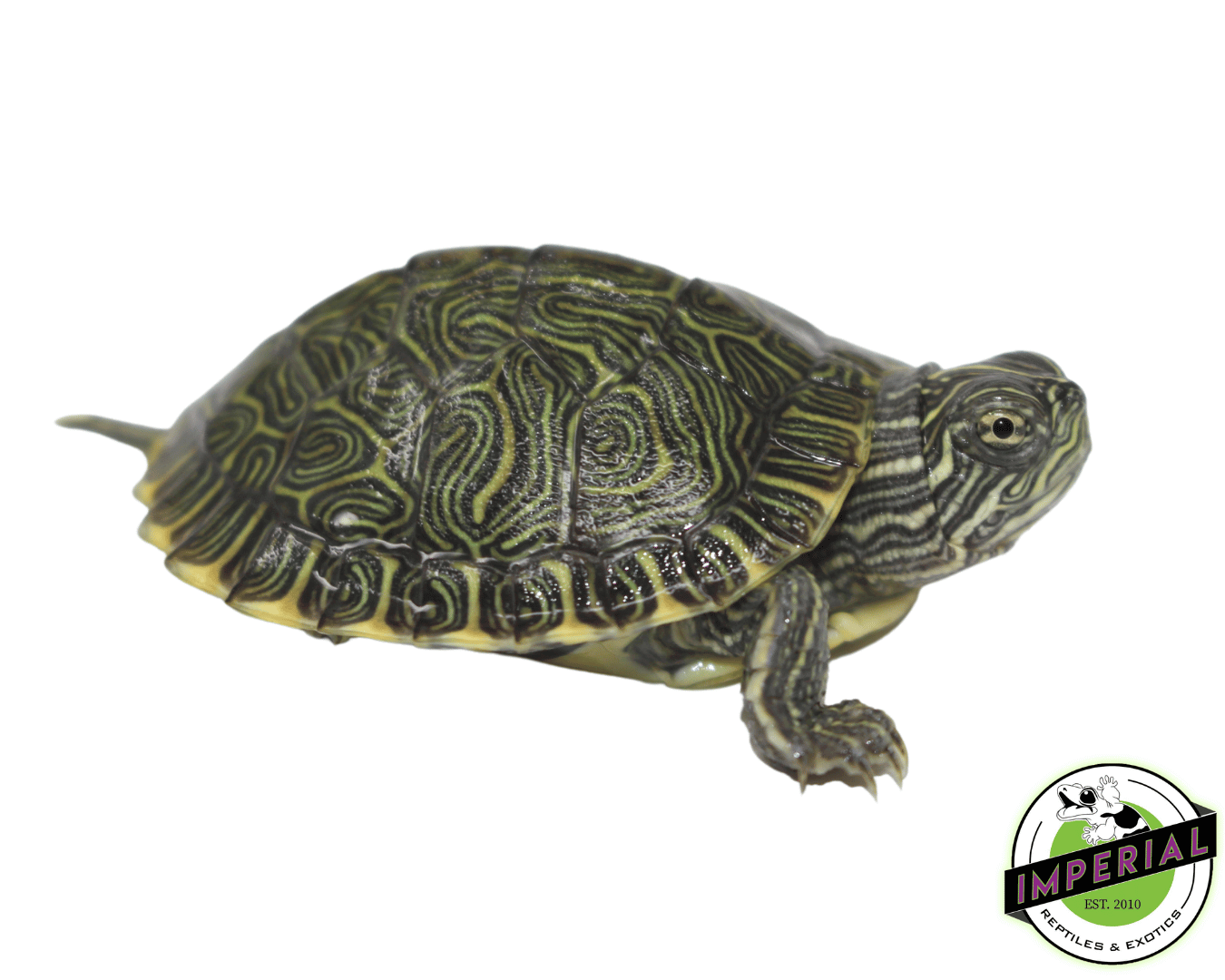 River Cooter Baby — image 2