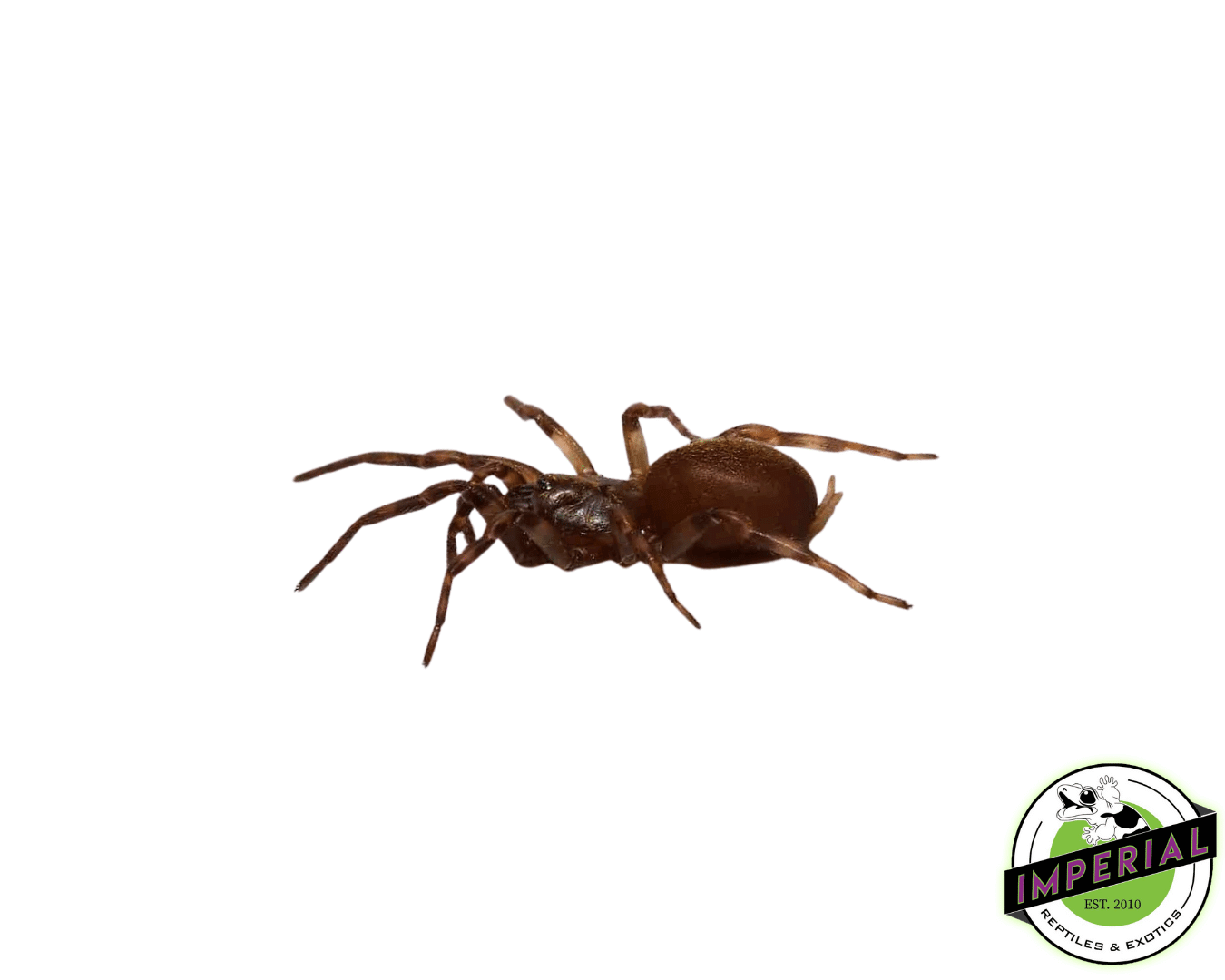 Rurrenabaque Golden Waferlid True Spider