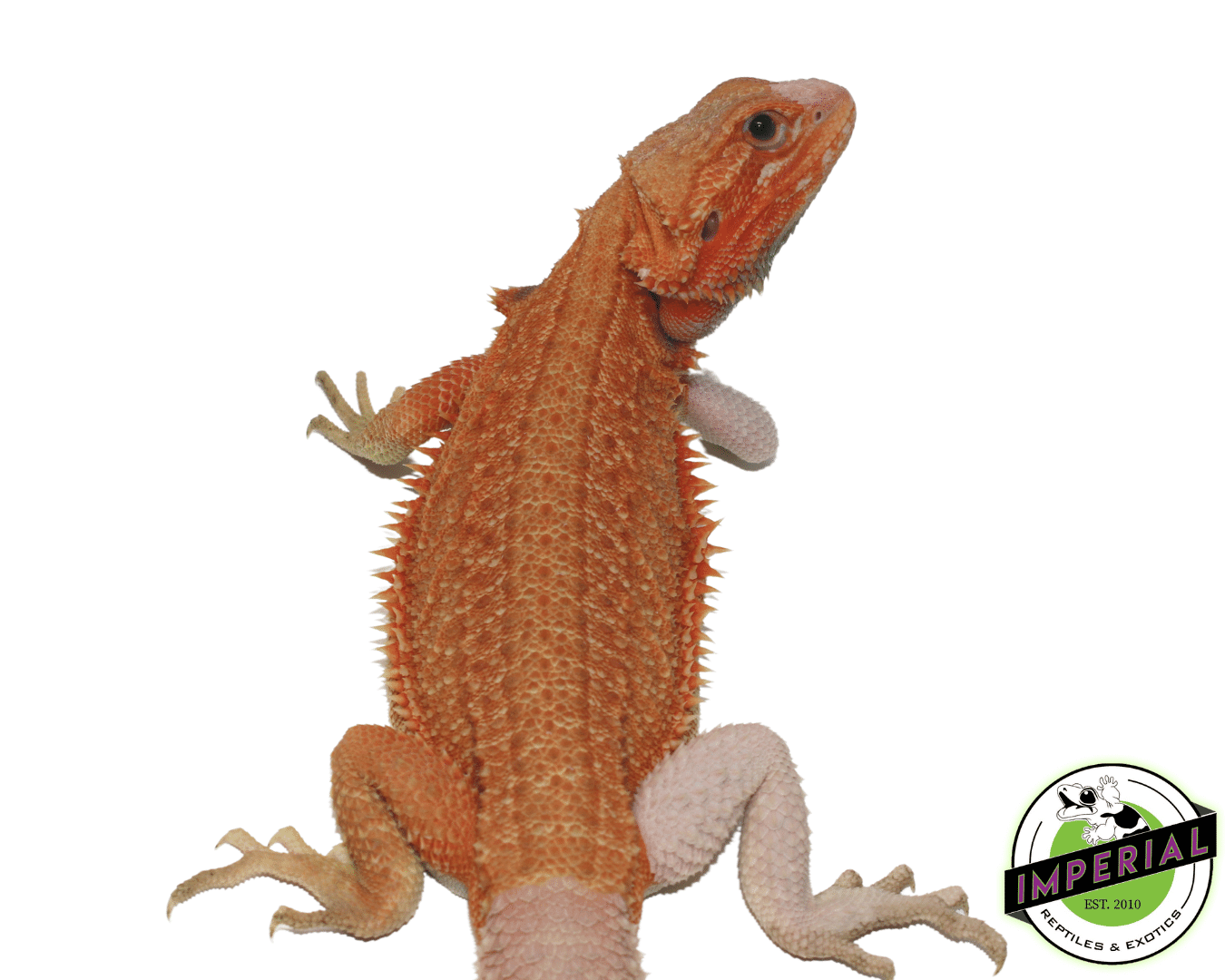 Salmon Hypo Translucent Bearded Dragon Sub Adult Male — image 2