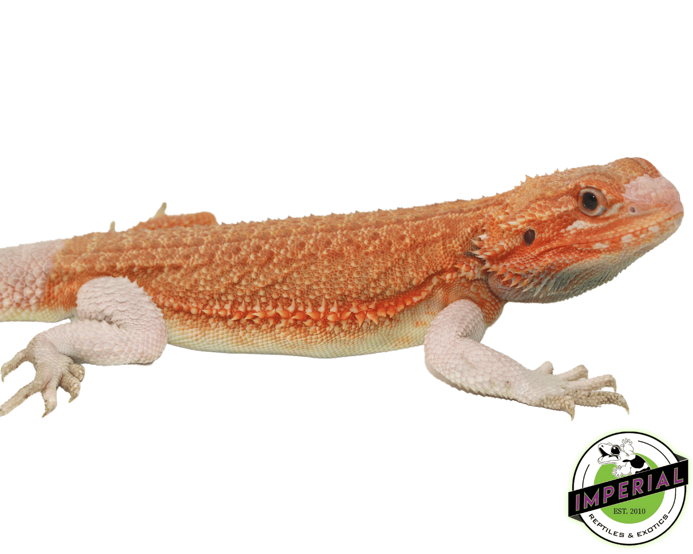 Salmon Hypo Translucent Bearded Dragon Sub Adult Male — image 3