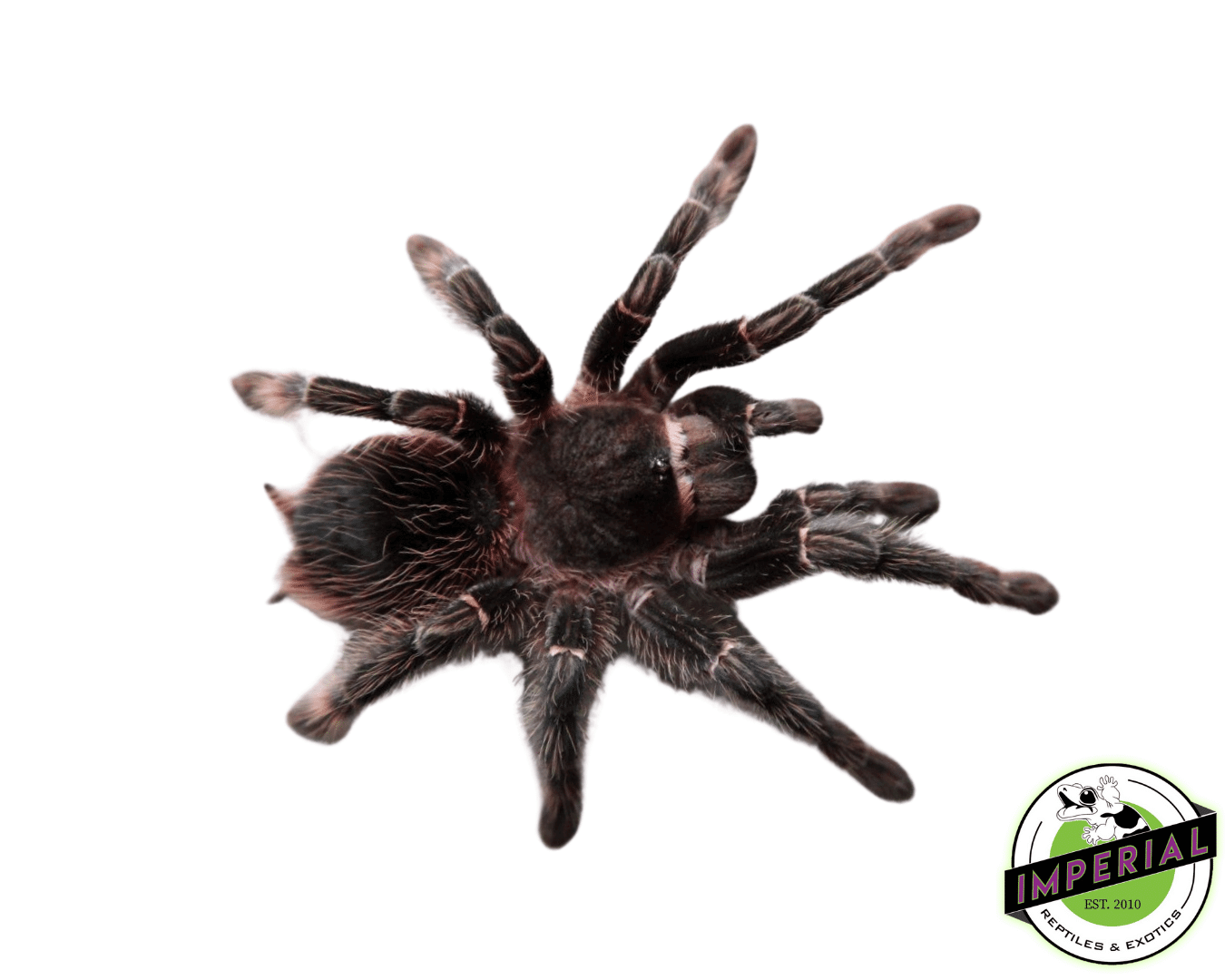 Salmon Pink Bird Eater Tarantula (Lasiodora parahybana)
