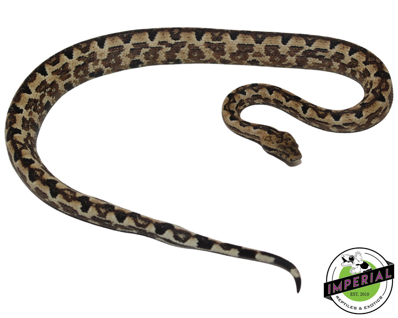 San Isabel Island Ground Boa Baby — image 3
