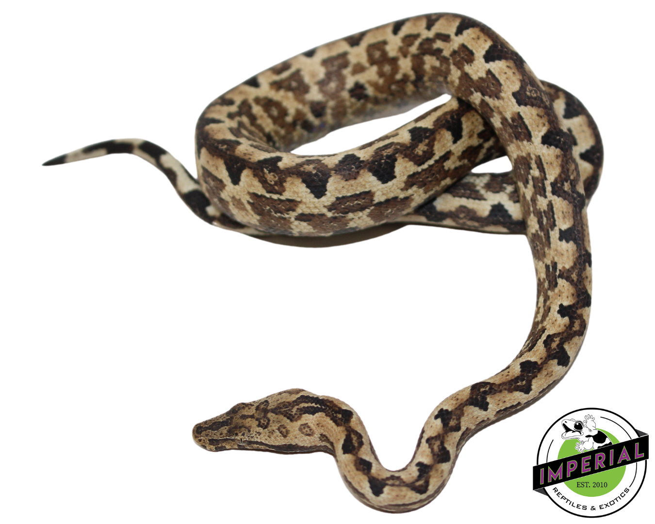San Isabel Island Ground Boa Baby — image 2