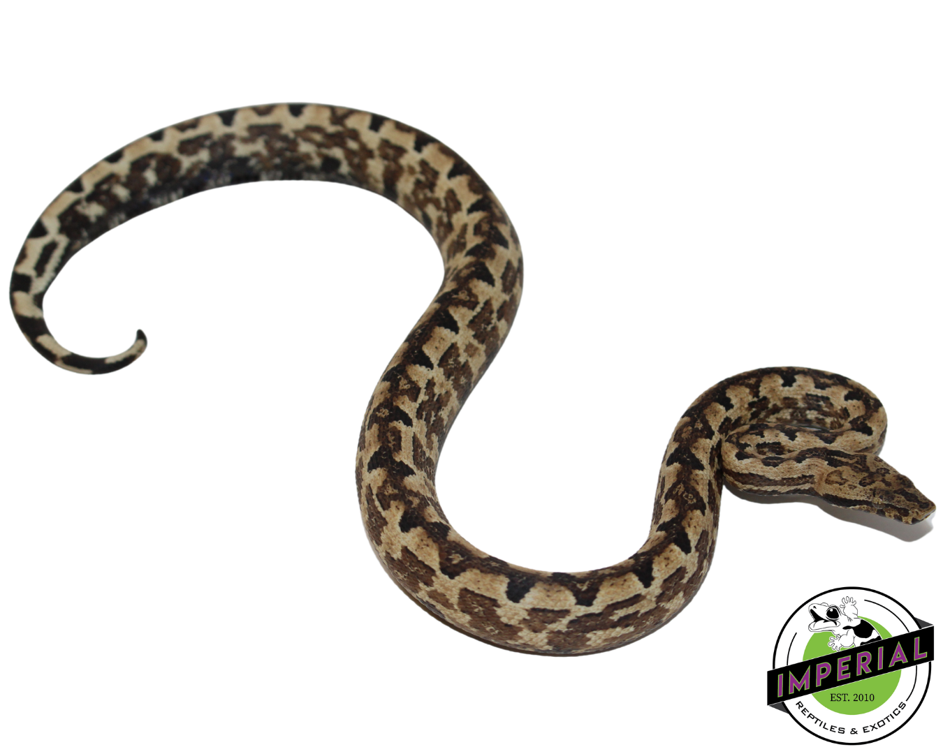 San Isabel Island Ground Boa Baby