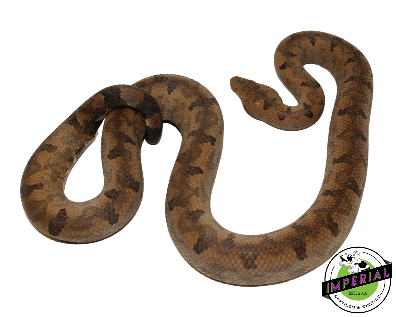 San Isabel Island Ground Boa