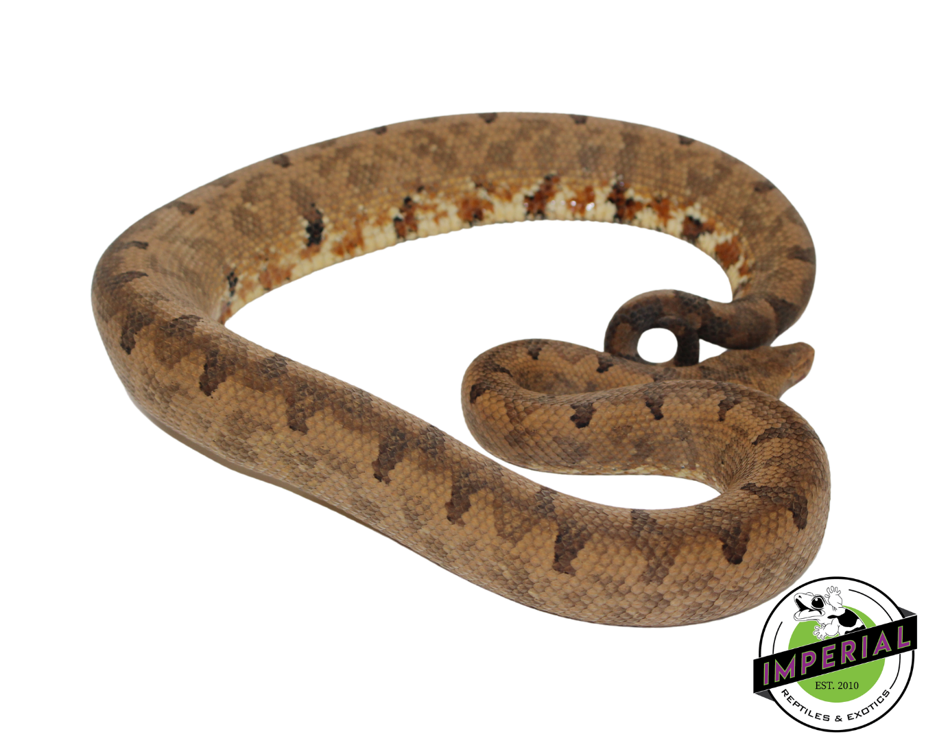 San Isabel Island Ground Boa — image 2
