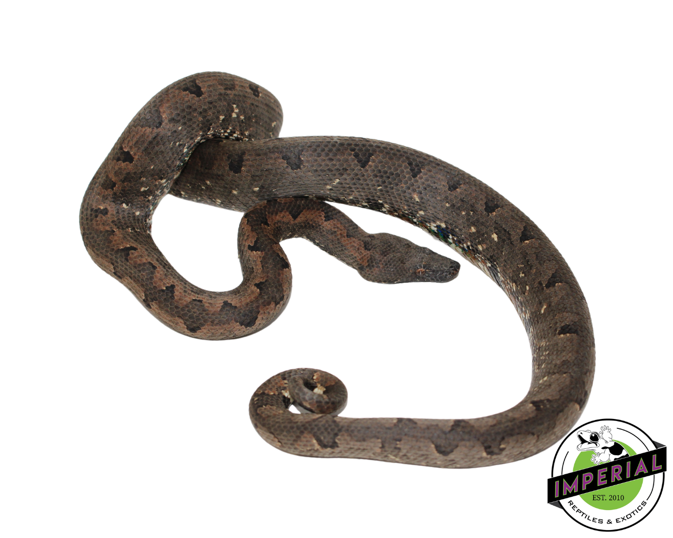 San Isabel Island Ground Boa — image 3