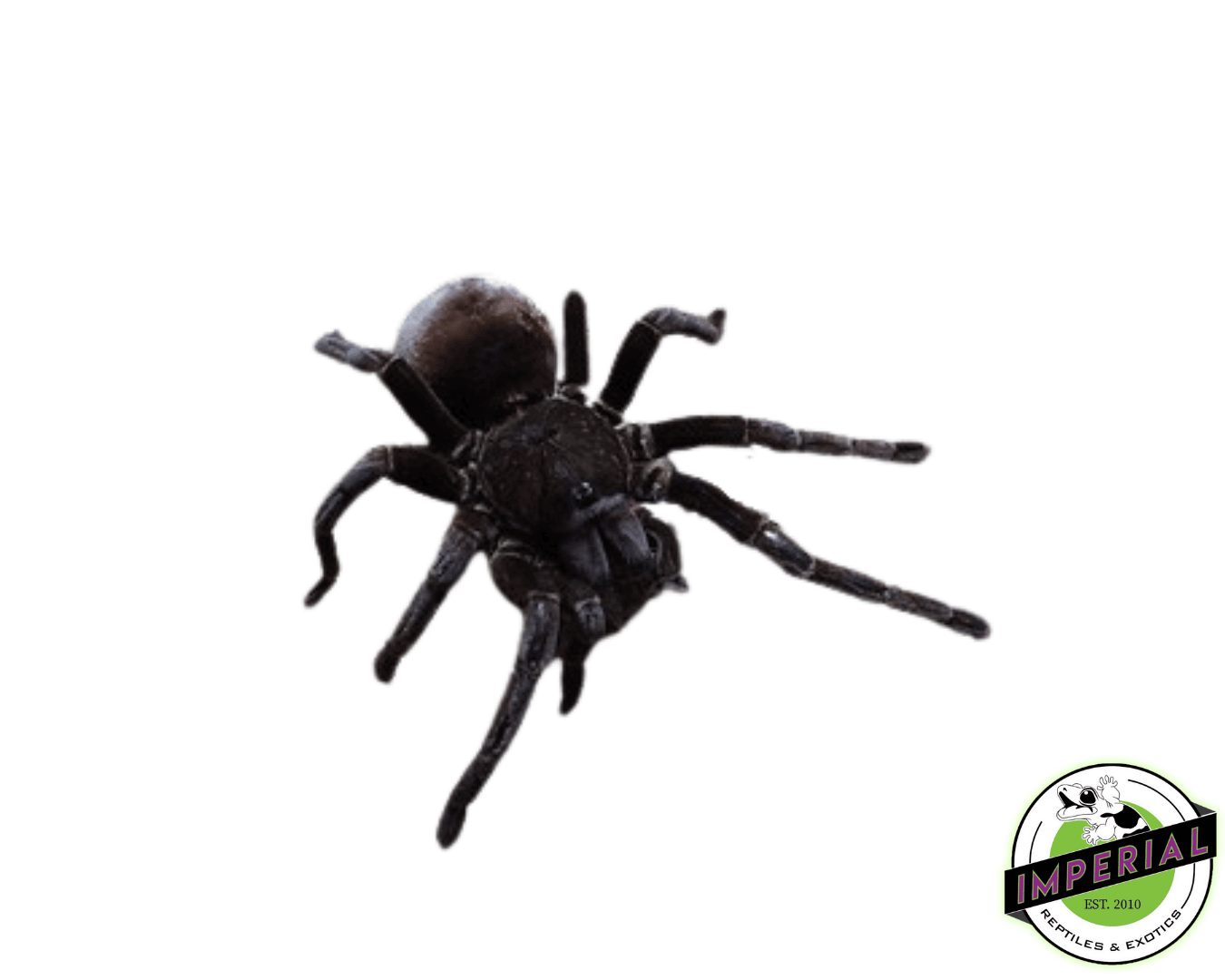 Santo Domingo Goliath Tarantula (Pamphobeteus sp.)
