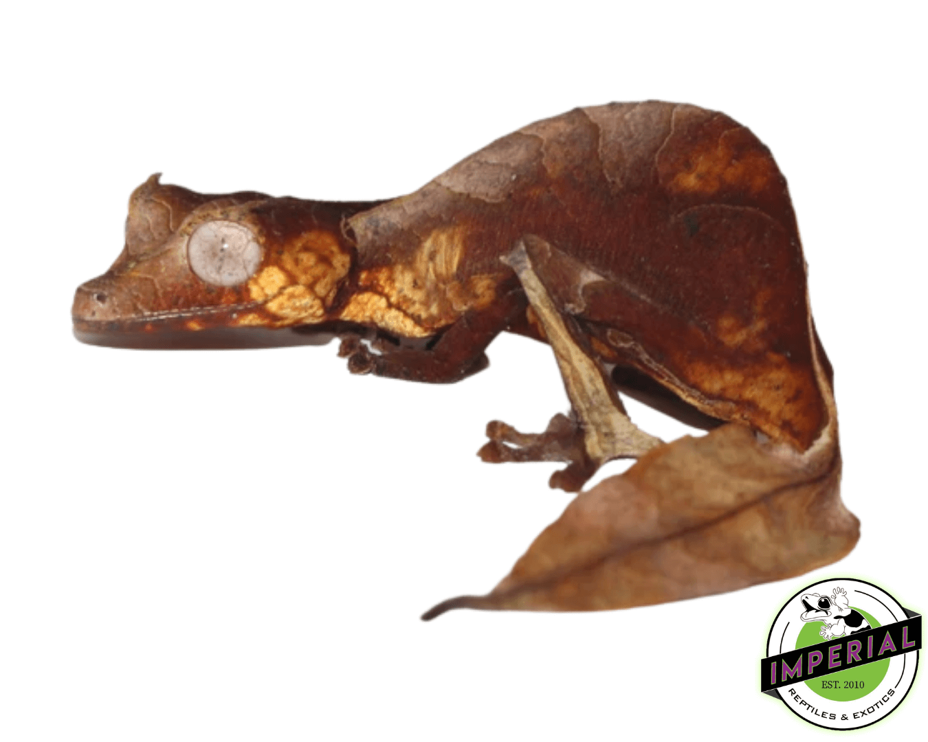 Satanic Leaf Tail Gecko (Uroplatus phantasticus)