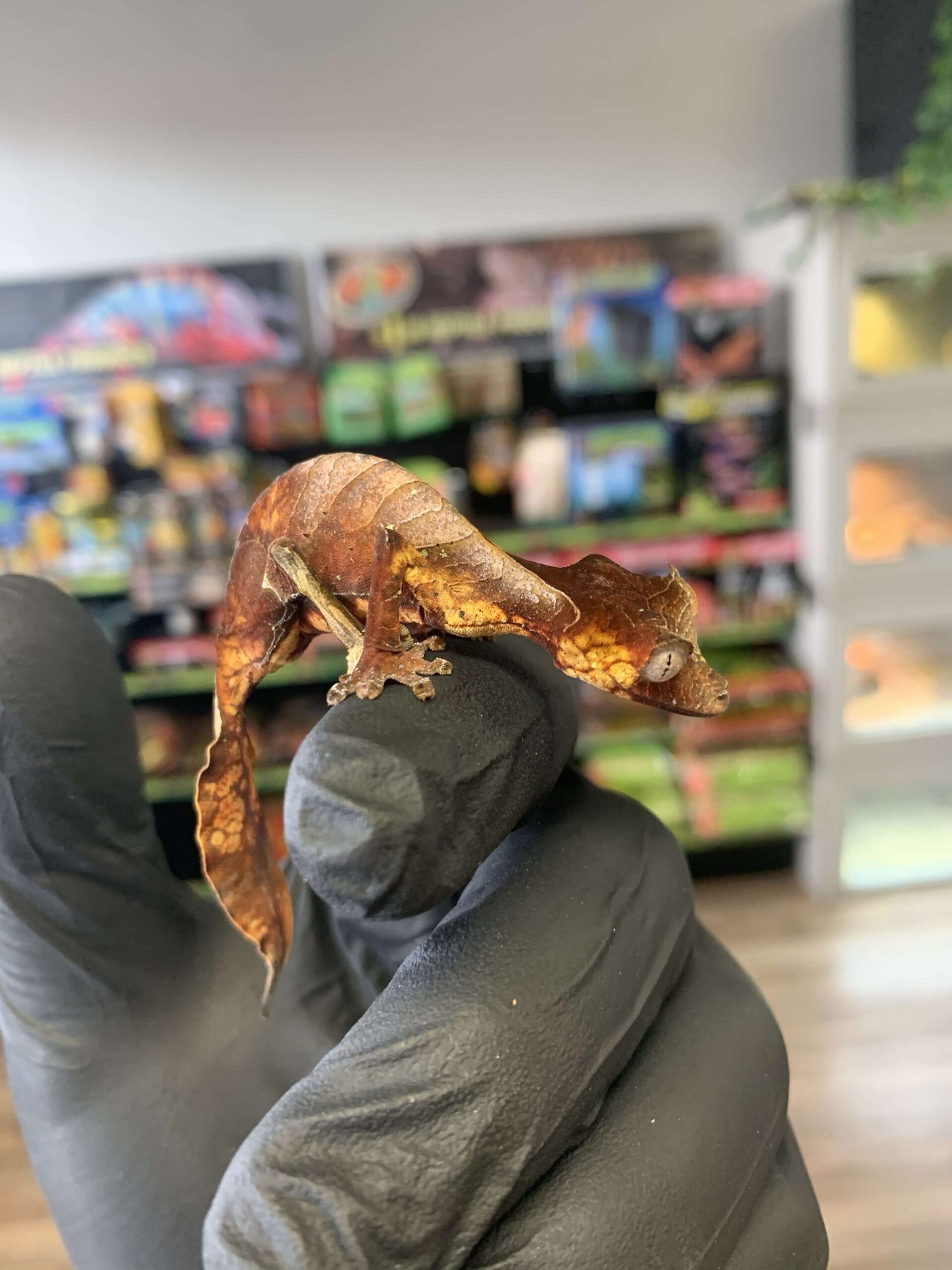 Satanic Leaf Tail Gecko (Uroplatus phantasticus) — image 2