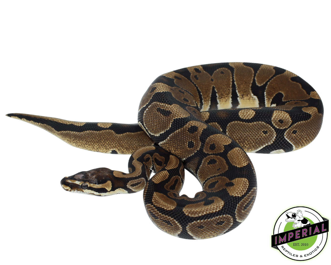 Scaleless Head Ball Python Adult