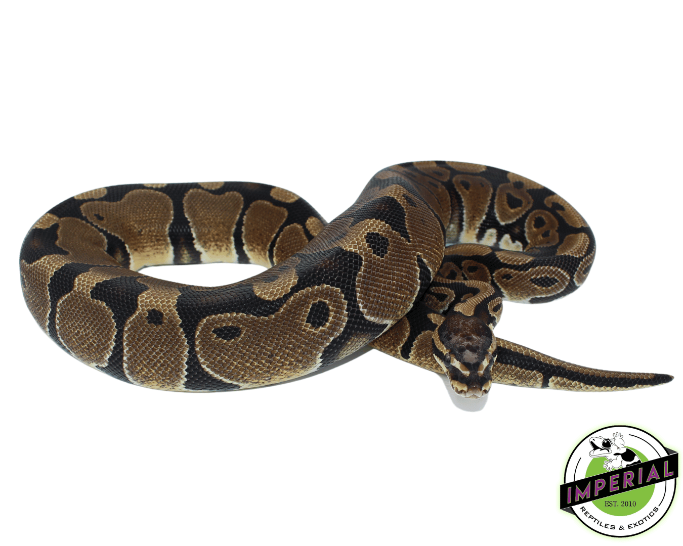 Scaleless Head Ball Python Adult — image 2
