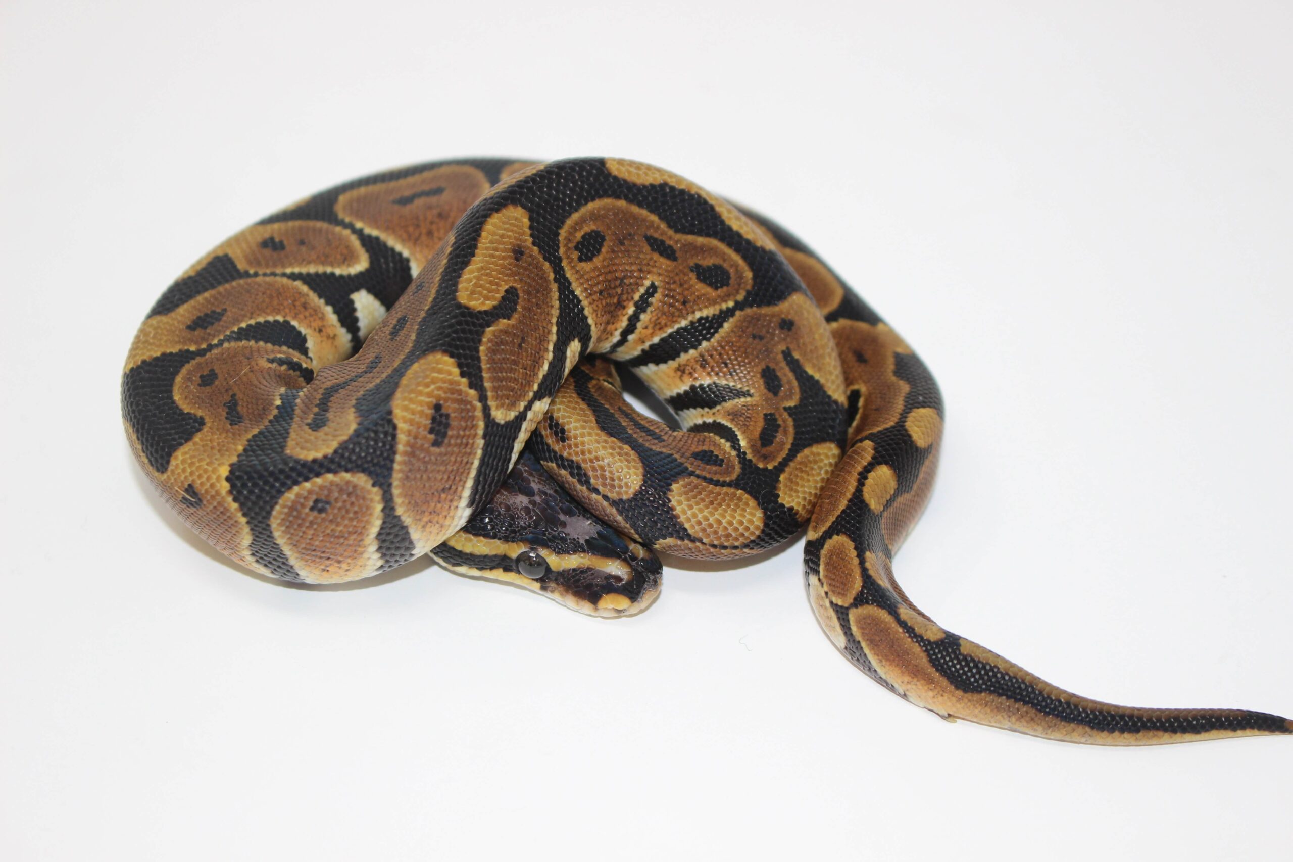 Scaleless Head Ball Python — image 2