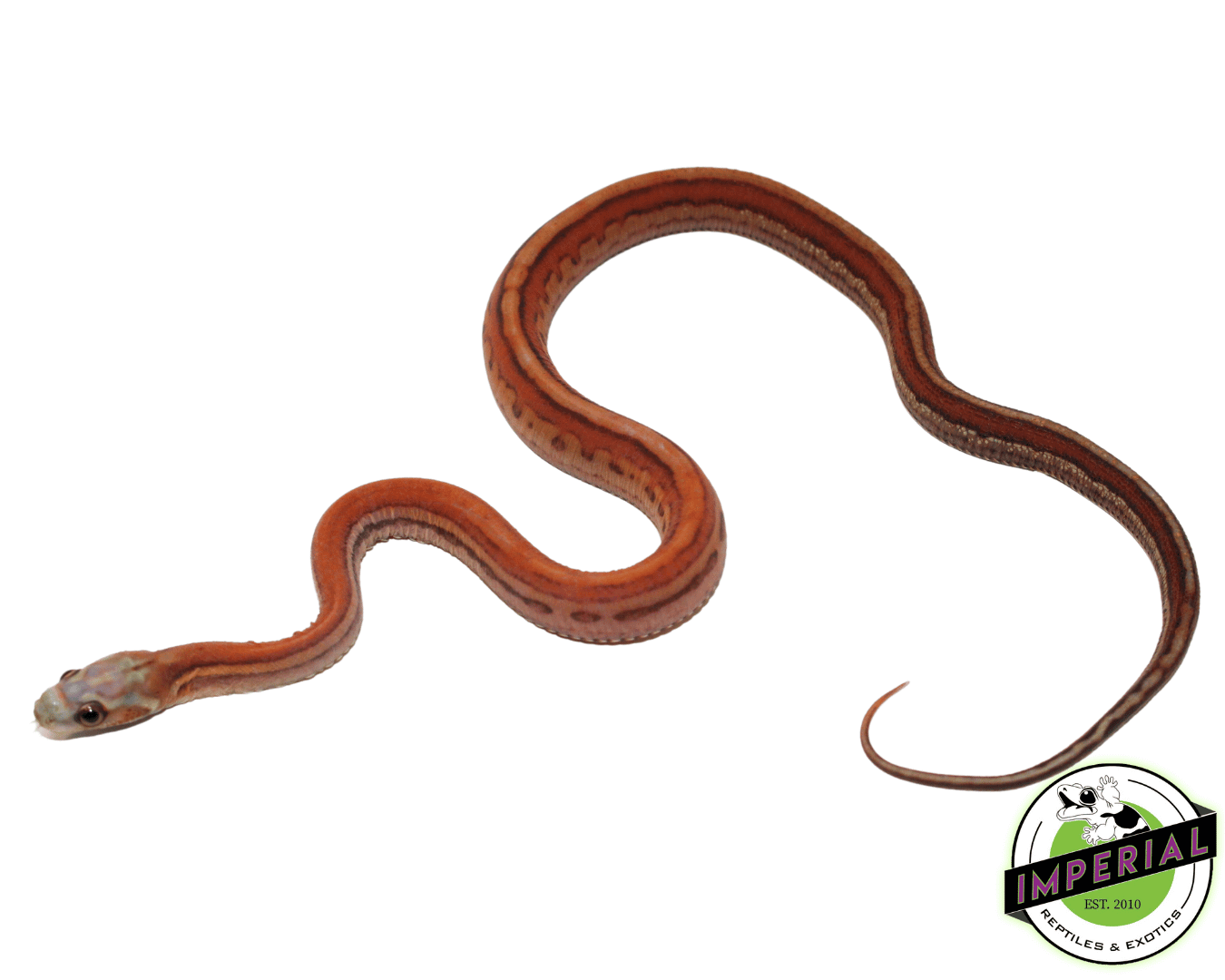 Scaleless Tessera Corn Snake Baby — image 2
