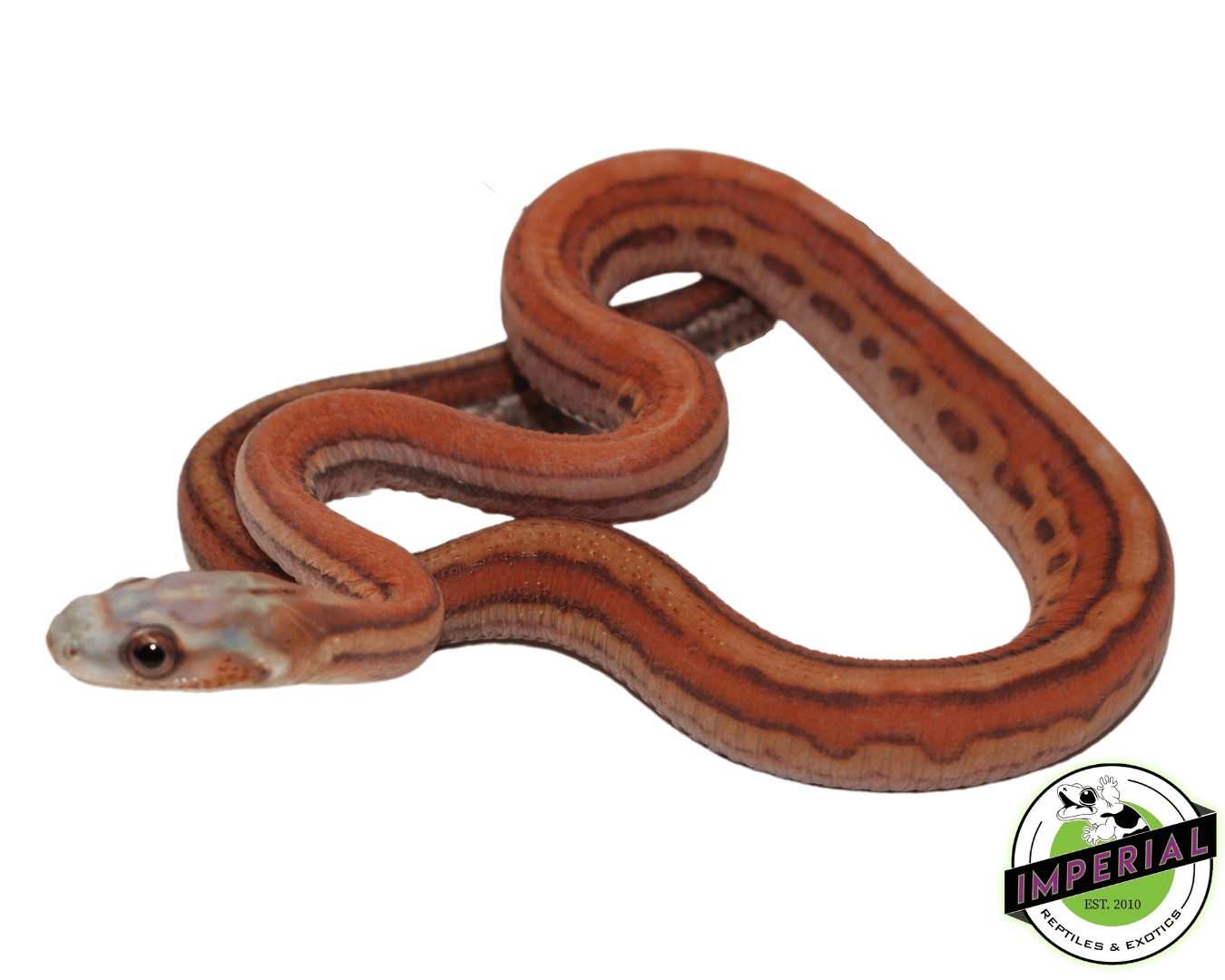 Scaleless Tessera Corn Snake Baby
