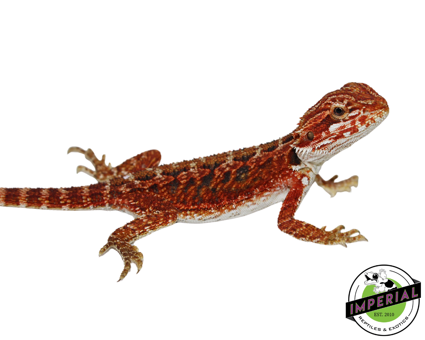 "Scarlet" Red Bearded Dragon Female (#111424-11) — image 2