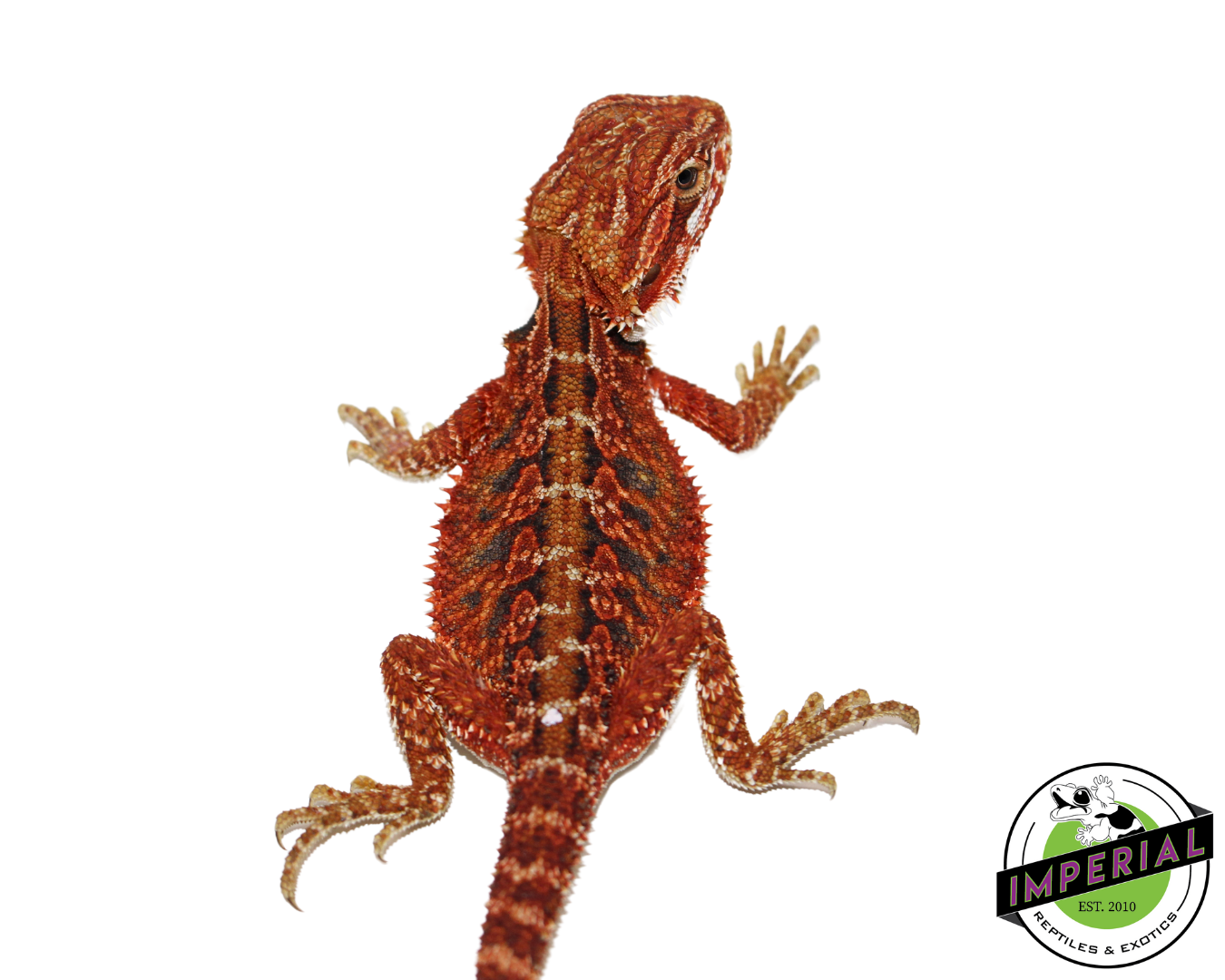 "Scarlet" Red Bearded Dragon Female (#111424-11) — image 3