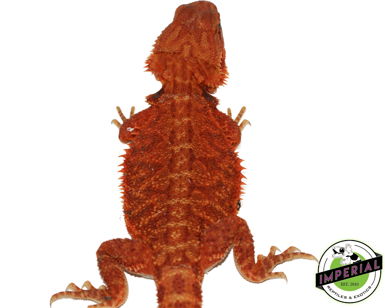 "Scarlet Witch" Red Translucent Bearded Dragon Female (#101723-02) — image 2