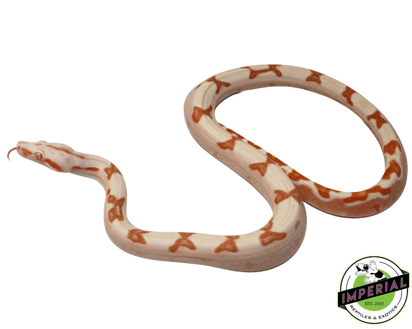 Sharp Sunglow Colombian Boa Baby Female (#82323-01)