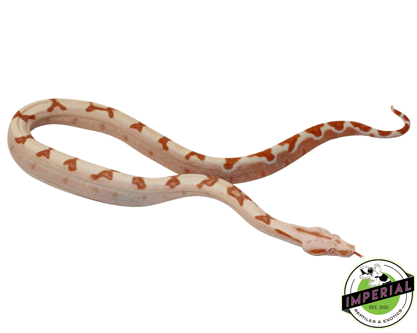 Sharp Sunglow Colombian Boa Baby Female (#82323-01) — image 2