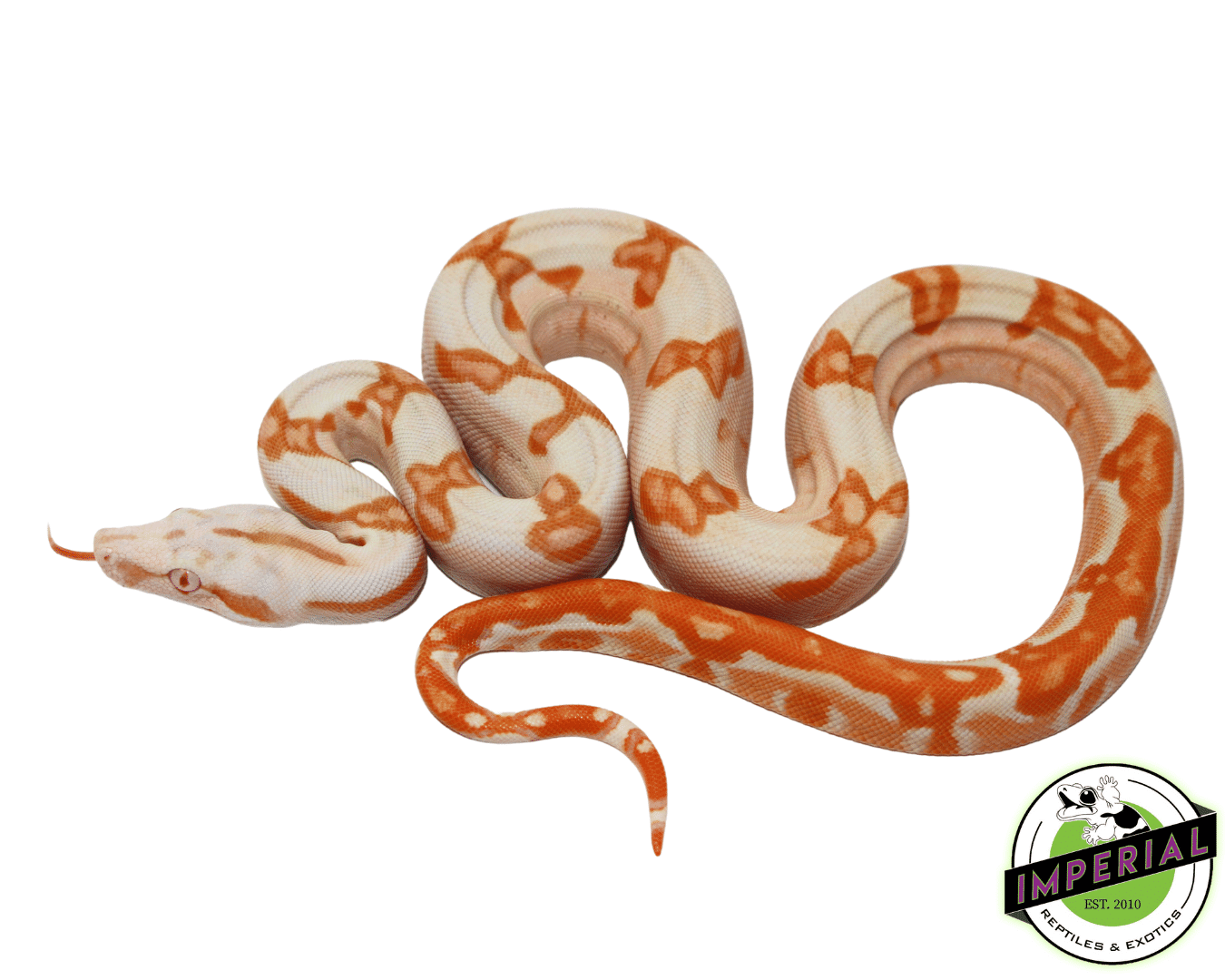 Sharp Sunglow Colombian Boa Female (#7523-02)