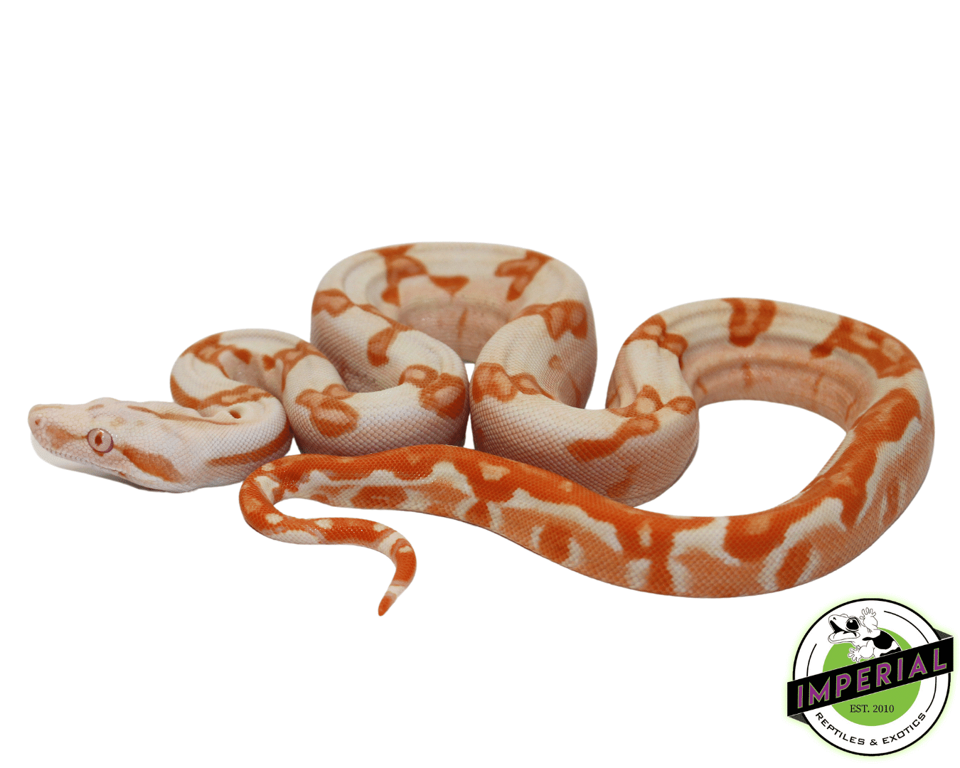 Sharp Sunglow Colombian Boa Female (#7523-02) — image 2
