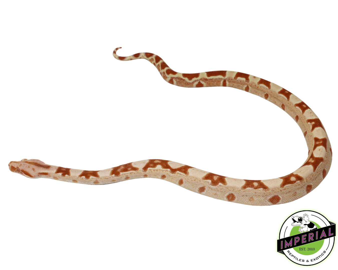Sharp Sunglow Colombian Boa Male (#41223-01)
