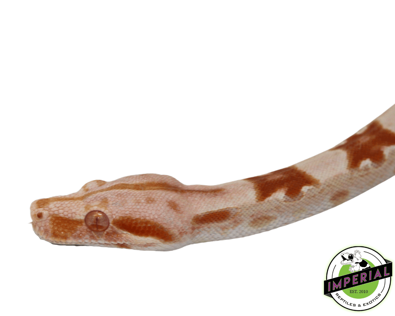 Sharp Sunglow Colombian Boa Male (#41223-01) — image 2