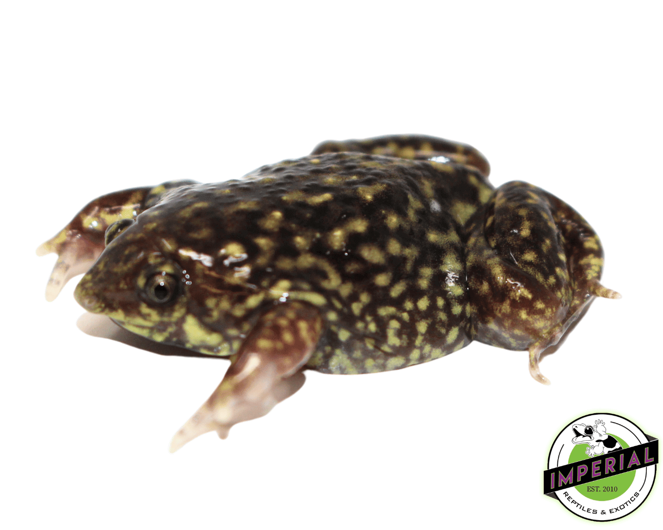 Shovel-nosed Frog