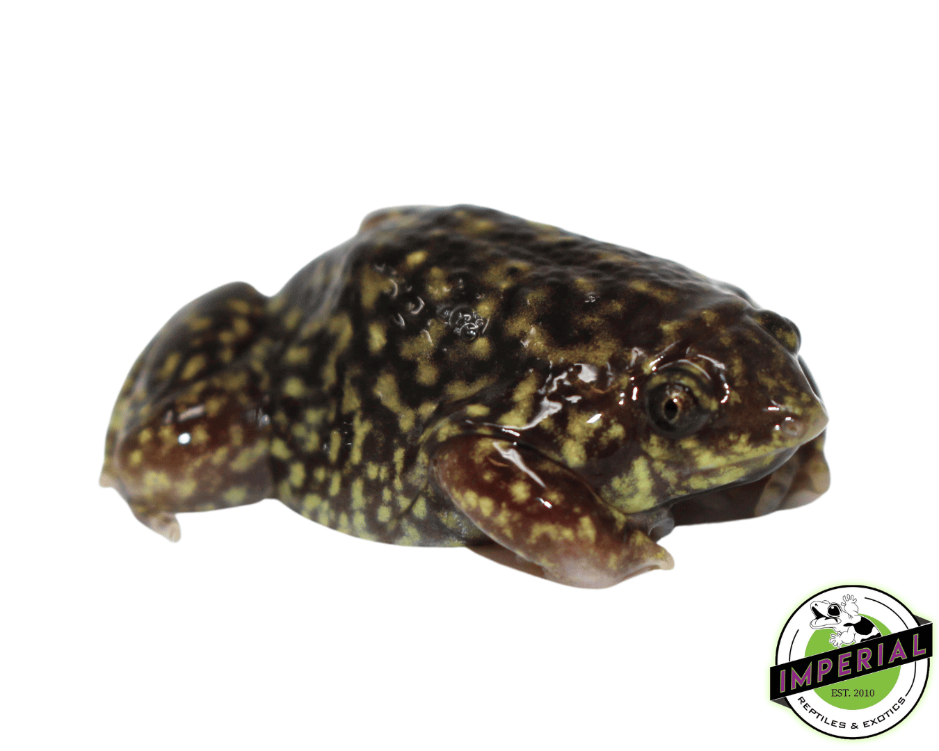 Shovel-nosed Frog — image 2