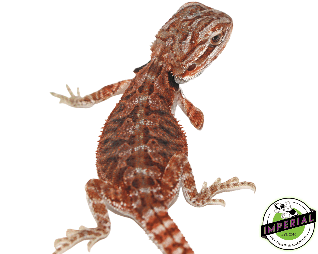 Silverback Red Bearded Dragon — image 2