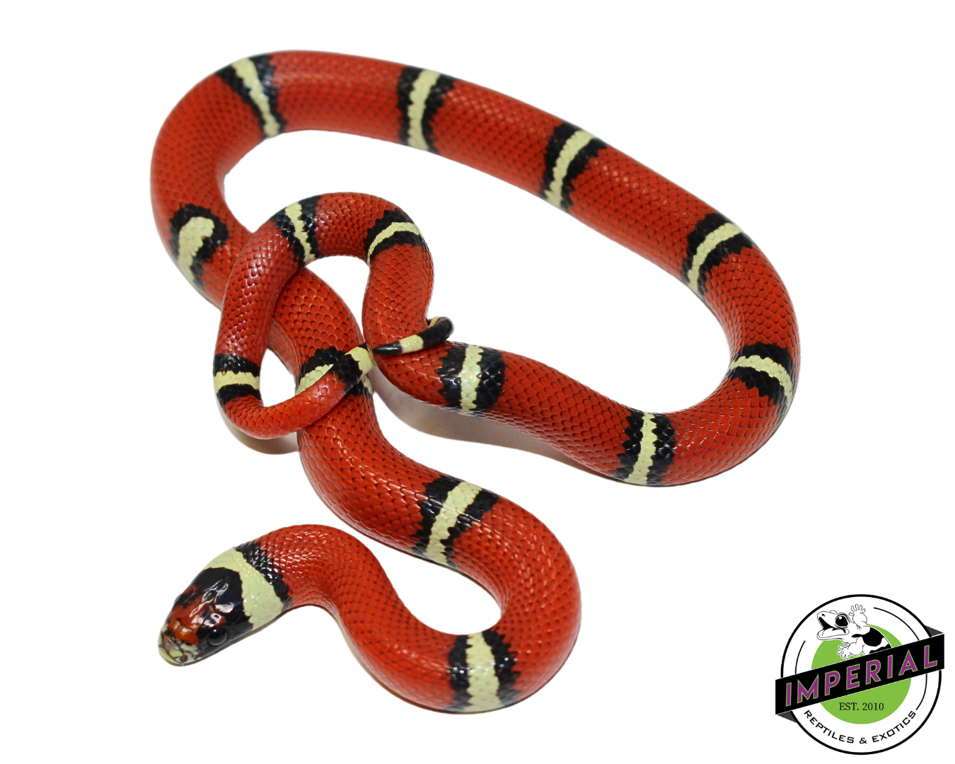 Sinaloan Milksnake (Cosala Locale)