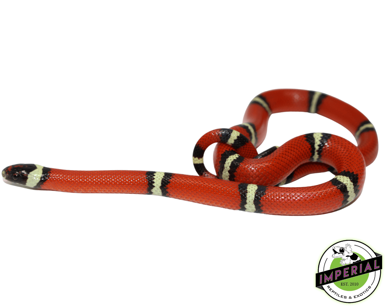Sinaloan Milksnake (Cosala Locale) — image 2