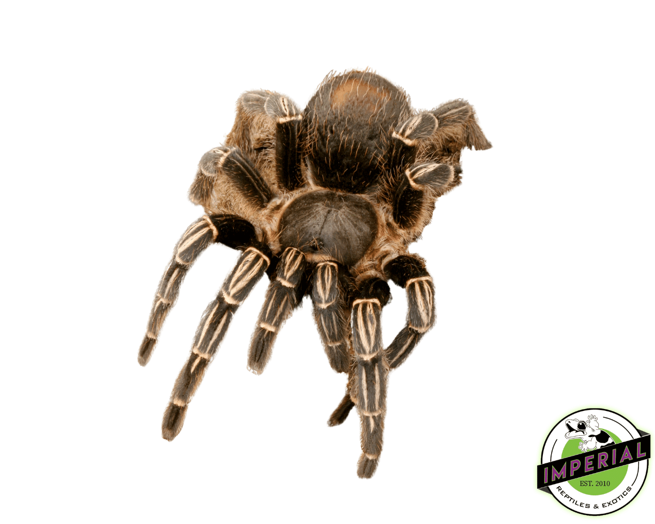 Skeleton Leg Tarantula